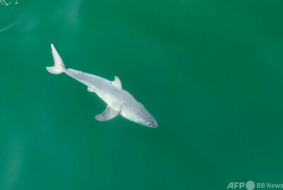 世界初の交配種サメ、豪州沖で見つかる 写真1枚 国際ニュース