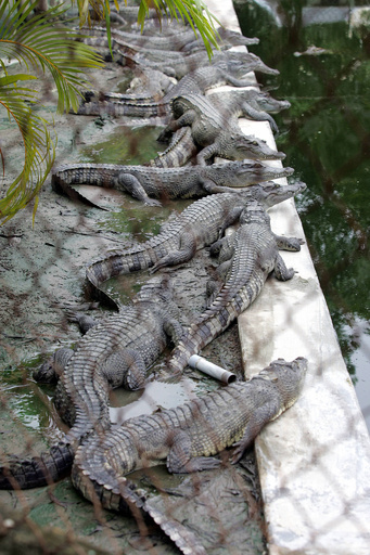 薬物犯罪の死刑囚、ワニの島に収容計画 インドネシア