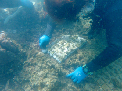 【オリックス自動車】「美ら海サンゴ大作戦2025」キャンペーン結果報告<br />沖縄県浦添市港川の海に160本の養殖サンゴを移植