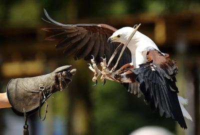 堂々たるハクトウワシの勇姿、スペイン・マドリード