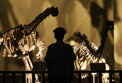 恐竜と張り合う大型ディキノドン類の化石発見、哺乳類の「親類」