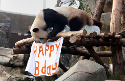 「なんて書いてあるの？」香港のパンダ、5歳の誕生会
