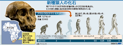 【図解】新種猿人「アウストラロピテクス・セディバ」