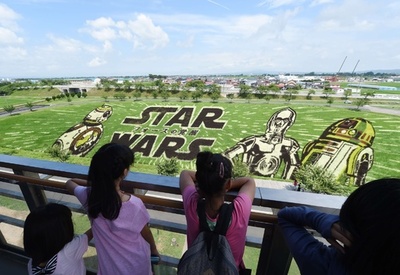 「スター・ウォーズ」の人気者が田んぼアートに、青森県田舎館村