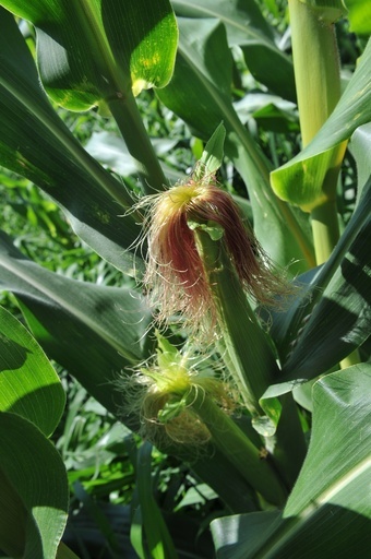 スイス農業化学大手に242億円賠償命令、米農家へのGMO種子販売で