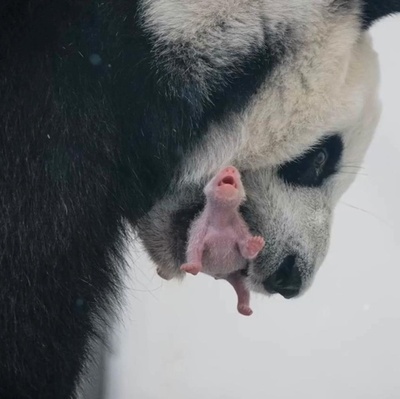 ロシア在住のジャイアントパンダ「ディンディン」が初出産