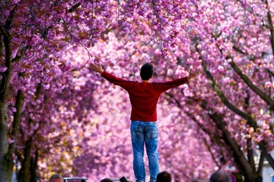 【写真特集】各地から桜の便り、そろそろ見納め