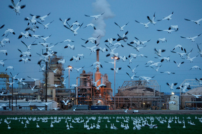 米アイダホ州でハクガン2000羽死ぬ、家禽コレラか