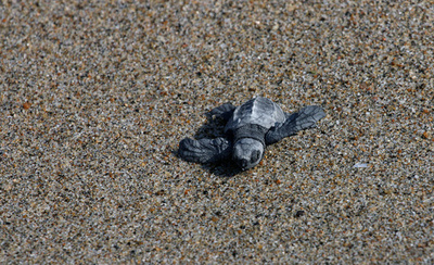 メキシコ西岸にウミガメの産卵シーズン到来、密猟も横行