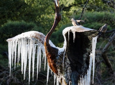 全国的に厳しい寒さ、都内の鶴の像に氷の翼