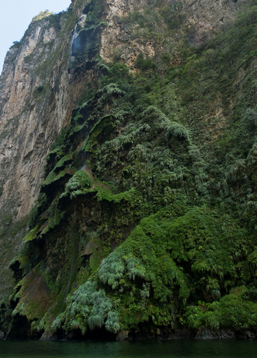 メキシコの渓谷に滝のクリスマスツリー