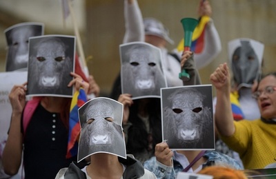 【今日の1枚】闘わされている牛の気持ちを代弁 コロンビア