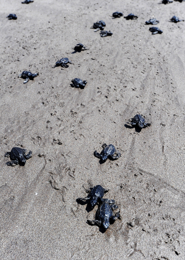 大海原へ、ウミガメの放流 エルサルバドル