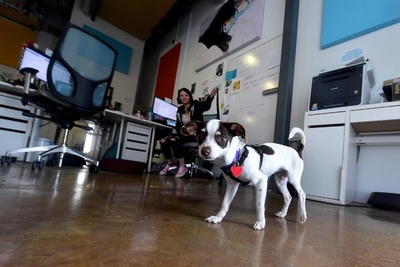 イヌに人の行動を記憶する能力、研究