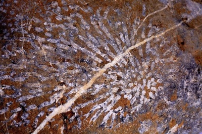 秦嶺山脈は海底だった！ 湖北省の「鄖西大梁」地域でサンゴの化石発見