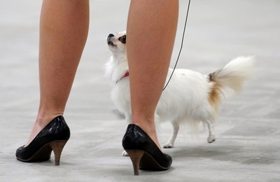 ｢命が惜しければチワワを出せ｣、オーストラリアの女強盗