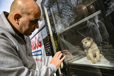 野良犬・野良猫を住民と当局と獣医師が三位一体で保護 イスタンブール