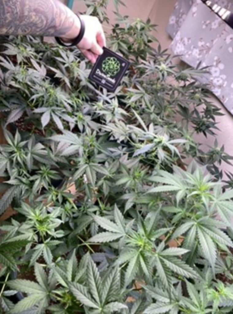 ウズベキスタン国籍の男性が自家栽培した大麻＝蔚山海洋警察(c)MONEYTODAY