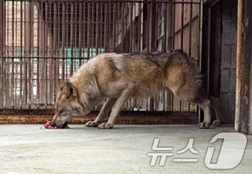 餌を食べるヌック＝大田オーワールドSNS(c)news1