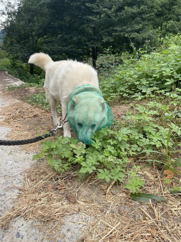 夏場のダニ感染を防ぐため、飼い主によって頭にタマネギ用ネットがかぶせられた愛犬(c)NEWSIS