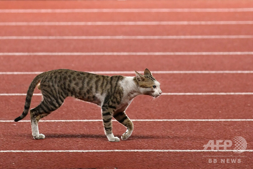 一緒に走る アジア大会陸上競技会場に猫 写真5枚 国際ニュース Afpbb News