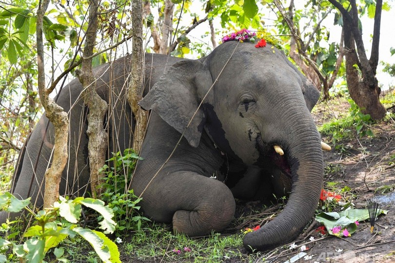 落雷が原因か、ゾウ18頭死ぬ インド北東部