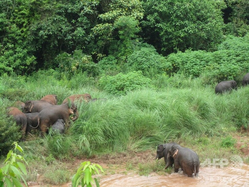 野生のゾウに襲われ死亡 雲南、山で茶摘み中