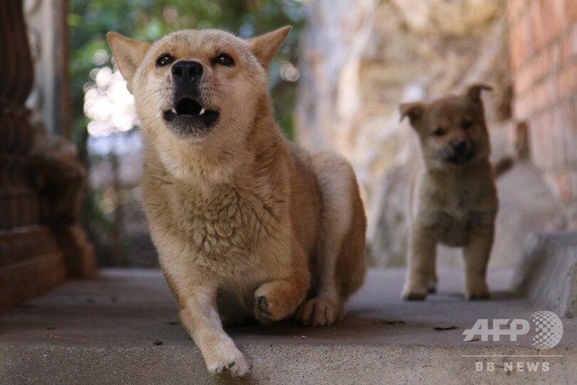 中国語で 狗堅強 とは ガンバル犬 のこと ルーツは日本の犬 写真7枚 国際ニュース Afpbb News