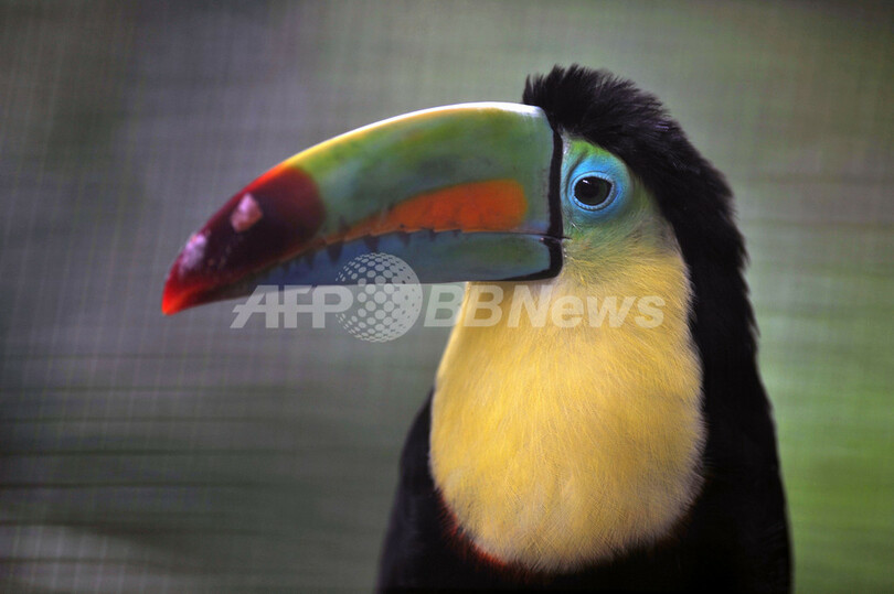 コスタリカ 老舗動物園の個性豊かな動物たち 写真4枚 国際ニュース Afpbb News