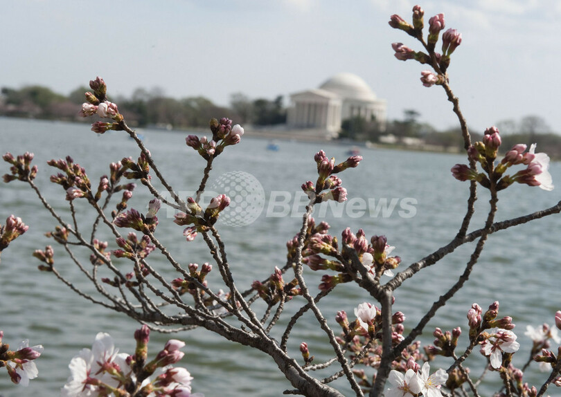 一足お先にお花見、米首都ワシントンの桜咲く