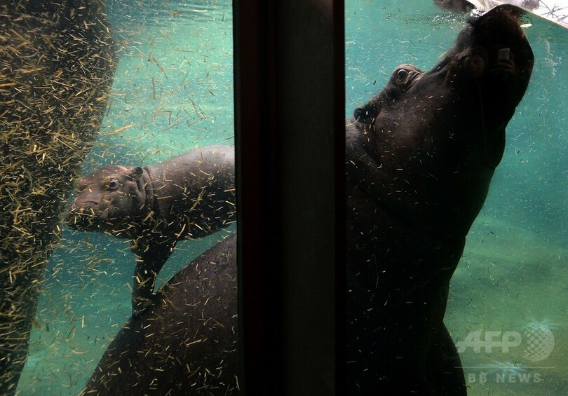 生後1か月の赤ちゃんカバ、目をまん丸にして水泳も チェコ