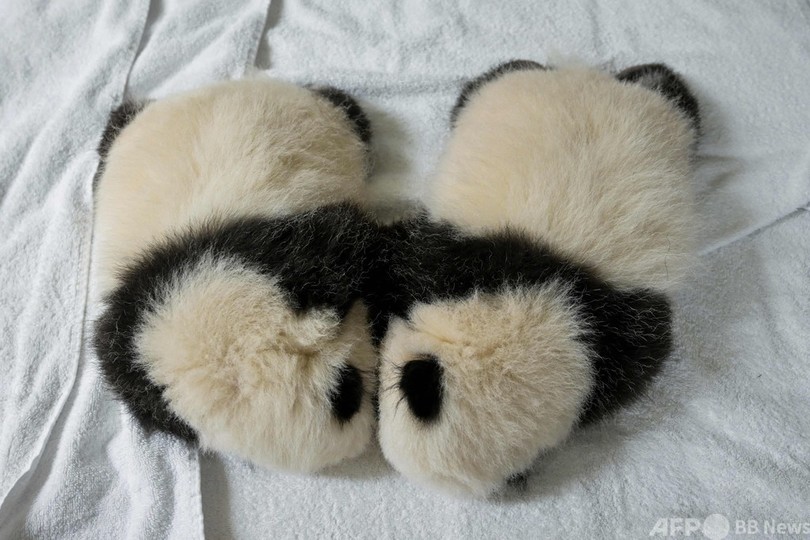仲良くすやすや フランスの双子パンダ 写真19枚 国際ニュース Afpbb News