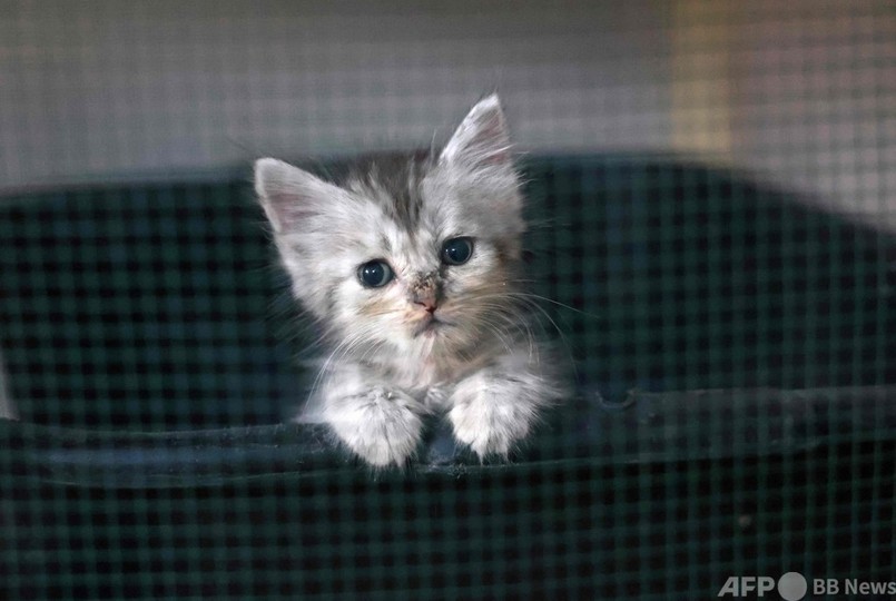 世界猫の日 ガザで保護される捨て猫たち 写真14枚 国際ニュース Afpbb News