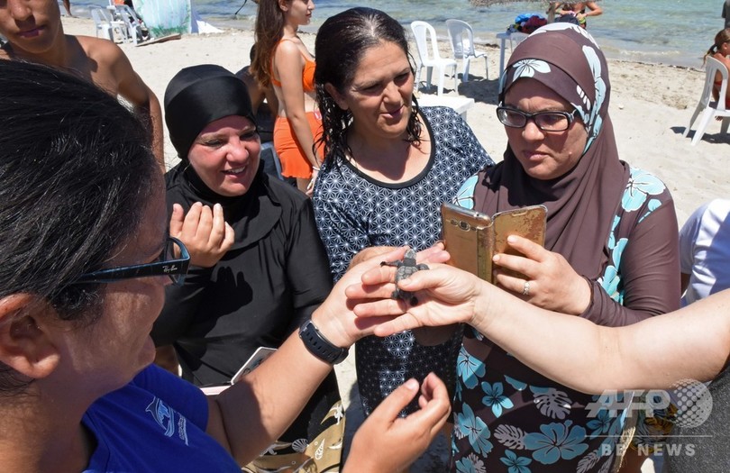 アカウミガメと観光客が砂浜をシェア チュニジアの島 写真13枚 国際ニュース Afpbb News