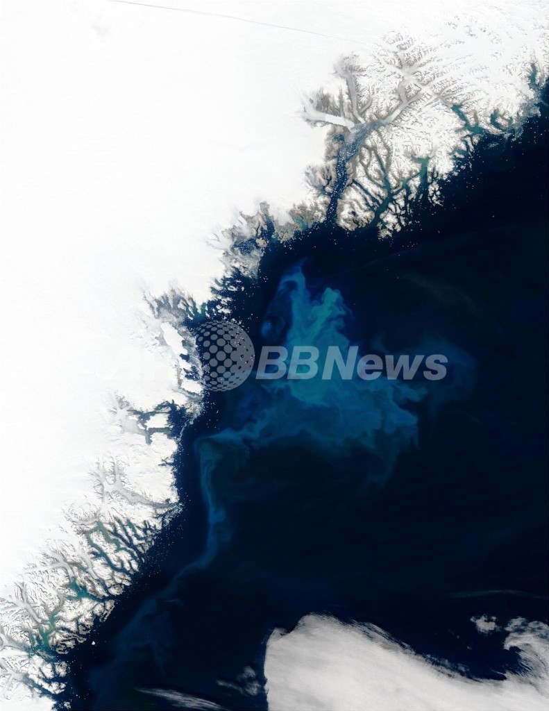 北極海の氷の下で藻が大量発生、NASA調査 北極海の氷の下で藻が大量発生、NASA調査