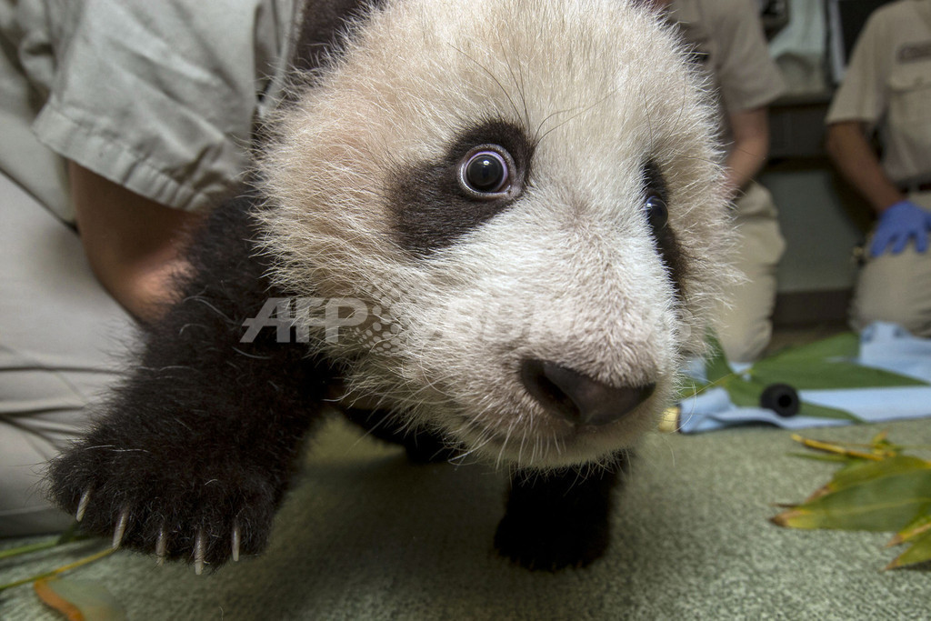 赤ちゃんパンダは好奇心でいっぱい 米サンディエゴ動物園 写真1枚 国際ニュース Afpbb News