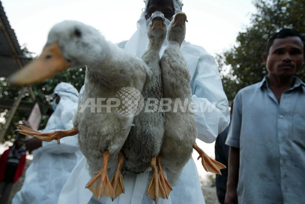 鳥インフル、中国とベトナムで再発 1人死亡 鳥インフル、中国とベトナムで再発 1人死亡