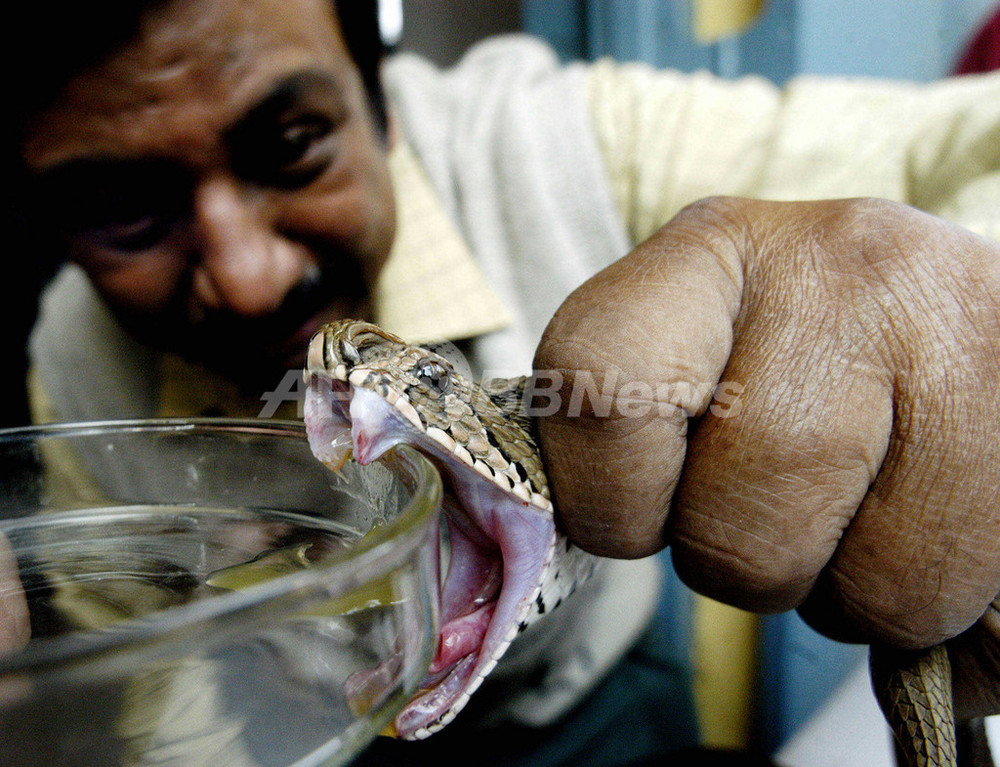 毎年9万人超がヘビにかまれて死亡の可能性 写真1枚 国際ニュース Afpbb News