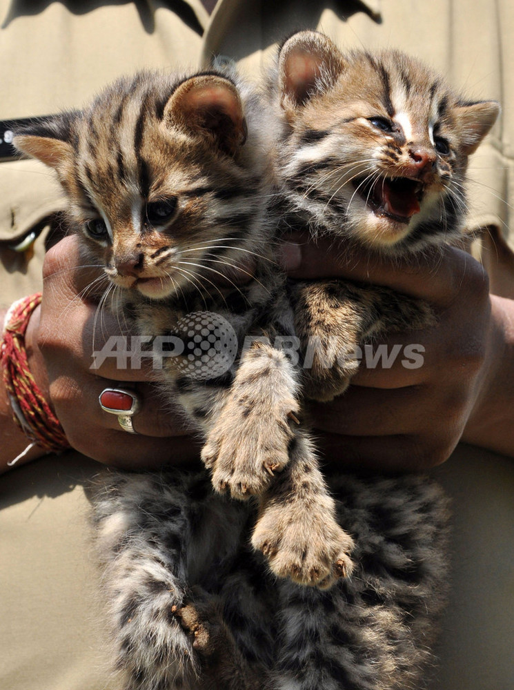 愛くるしいけど凶暴です ベンガルヤマネコの赤ちゃん保護 写真1枚 国際ニュース Afpbb News