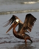米南部沖のメキシコ湾（Gulf of Mexico）の原油流出事故で油まみれになったカッショクペリカン。米ルイジアナ（Louisiana）州East Grand Terre Islandで撮影。流出した原油はルイジアナ州沿岸部に大量に押し寄せている（2010年6月4日撮影）。(c)AFP/Getty Images/Win McNamee