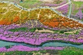 馬蘭花海公園に広がる花の海（2020年11月6日撮影）。(c)CNS/劉占昆