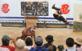 三重県伊賀市の伊賀流忍者博物館（Iga-ryu Ninja Museum）で行われた忍術ショーで技を披露する演者（2012年6月30日撮影）。(c)AFP/KAZUHIRO NOGI