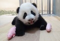 台湾の台北市立動物園（Taipei City Zoo）が公開した、ジャイアントパンダの赤ちゃんの写真（2013年10月14日提供）。(c)AFP/TAIPEI CITY ZOO