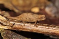 マダガスカルで発見された世界最小の爬虫（はちゅう）類とみられる新種のカメレオン「Brookesia nana」（2021年2月5日提供）。(c)AFP PHOTO / BAVARIAN STATE COLLECTION OF ZOOLOGY (ZOOLOGISCHE STAATSSAMMLUNG MUNCHEN) / FRANK GLAW