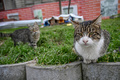 トルコ・イスタンブールの野良猫（2020年1月17日撮影）。(c)Ozan KOSE / AFP