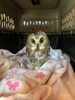 米ニューヨーク市のロックフェラーセンターのクリスマスツリーの中で見つかったアメリカキンメフクロウ。Ravensbeard Wildlife Center提供（2020年11月18日撮影）。(c)AFP PHOTO / Ravensbeard Wildlife Center 

