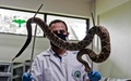 コスタリカ首都サンホセにあるコスタリカ大学クロドミロ・ピカド研究所で、ヘビを見せる研究員（2020年9月24日撮影）。(c)Ezequiel BECERRA / AFP
