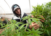 米大麻産業の苦悩─急成長遂げるも依然「完全な現金商売」