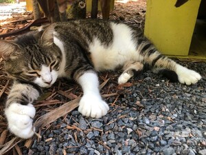 コロナ禍の米ヘミングウェー博物館、愛され続ける6本指の猫たち