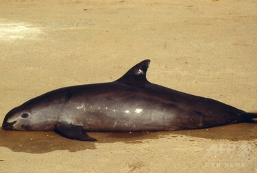 生息数60頭、世界最小のネズミイルカ保護で当局苦慮 メキシコ 写真4枚